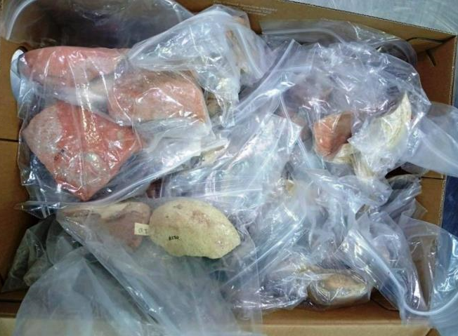 المعهد الوطني للتراث : استرجاع 210 قطع أثرية تونسية من كندا