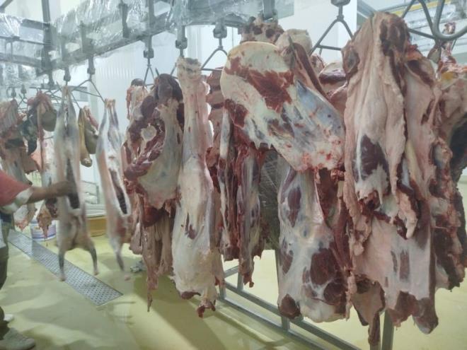 شركة اللحوم تعلن بيع لحم الضأن المحلي بـ 46.500 د للكيلوغرام الواحد