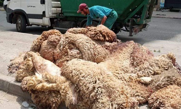 بعد توقفها في 2025.. عودة حملة تثمين جلود الأضاحي بدعم من المركز الوطني للجلود والأحذية