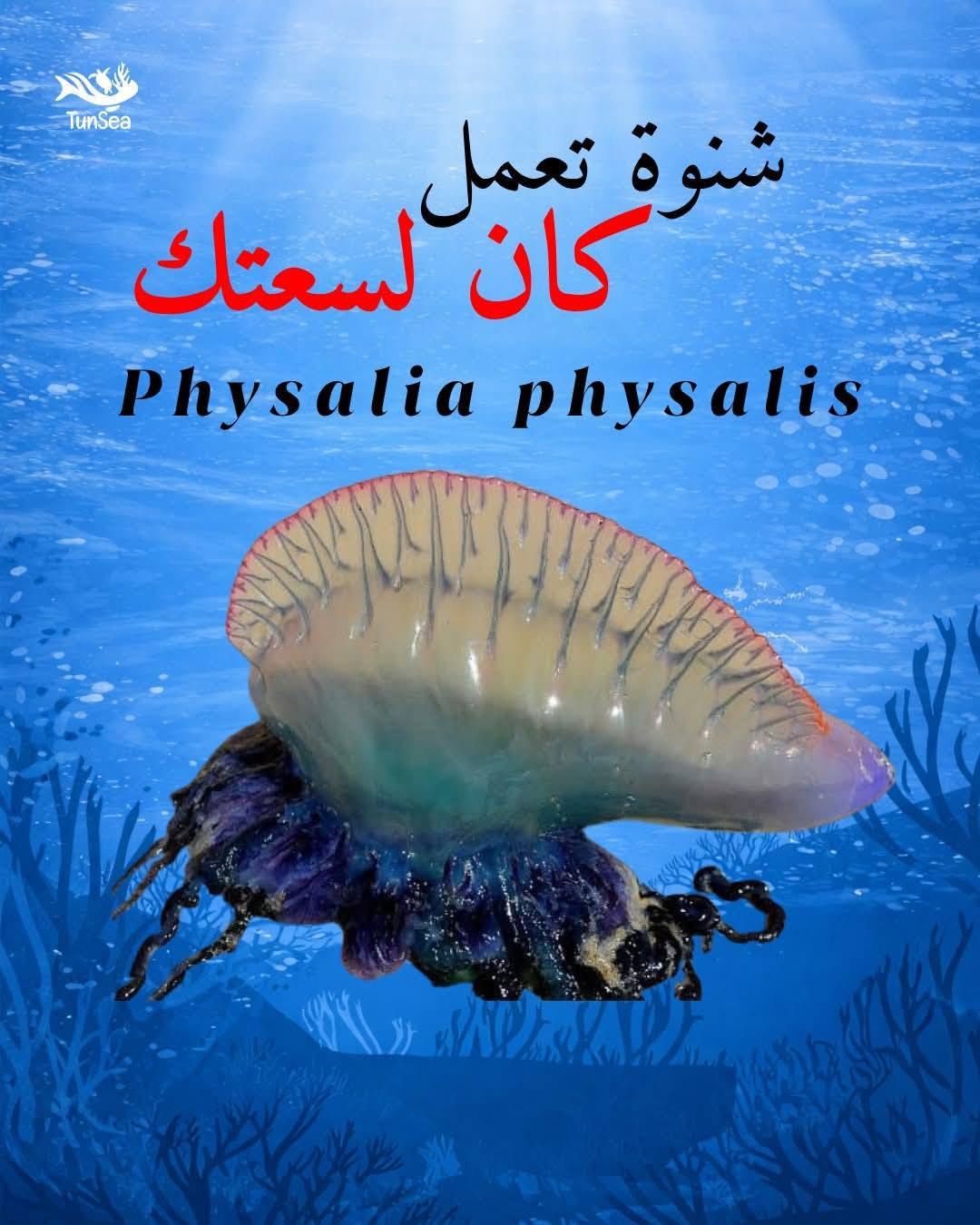 ظهور "الفيزاليا" بسواحل طبرقة: دعوة إلى الحذر وتنبيه من لمسها حتى وإن كانت نافقة