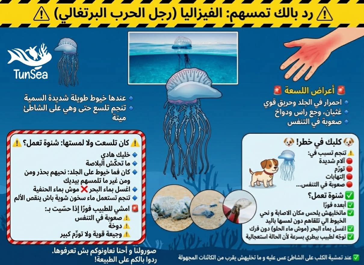 كائن بحري خطير _ الفيزاليا يظهر في سواحل طبرقة ،احذروه !