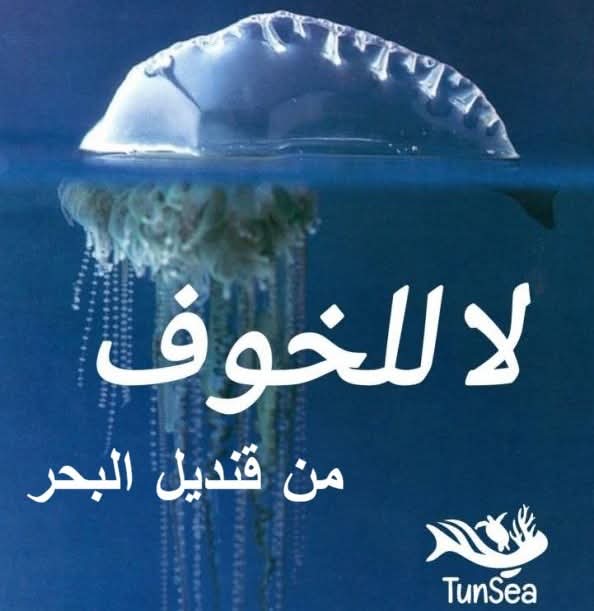 جمعية "تونسي" للعلوم التشاركية (TunSea) تُنبّه إلى ظهور الكائن البحري "رجل الحرب البرتغالي" بسواحل مدينة طبرقة