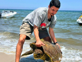Monastir : une tortue marine secourue sur une plage touristique