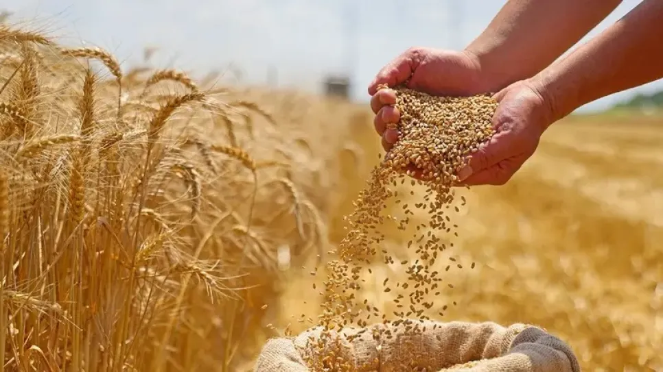 التقديرات الأولية لموسم الحصاد، تشير الى أن الصابة ستفوق بقليل صابة الموسم الفارط