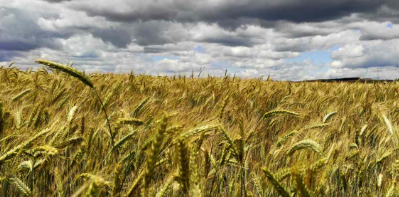 Intempéries annoncées : le ministère de l’Agriculture alerte les producteurs de céréales