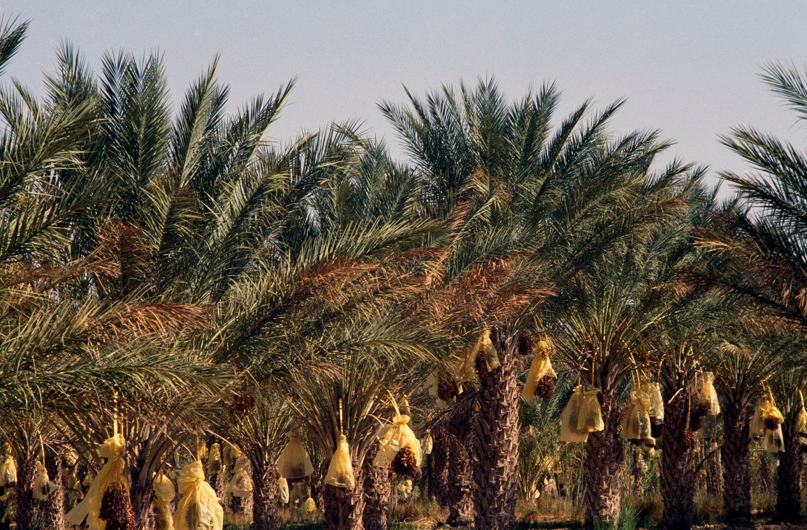  برمجة سلسلة من الأيام الإعلامية و التحسيسية لمقاومة افة عنكبوت الغبار في قطاع الفلاحة البيولوجية بولاية قبلي . 