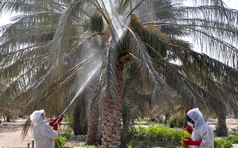 قبلي: توفير 90 طنا من مادة البخارة ووضعها على ذمة الفلاحين بمناطق الانتاج بولايات قبلي وتوزر وقابس وقفصة
