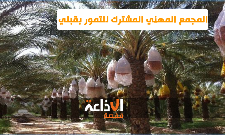 قبلي: توفير 90 طنا من مادة البخارة ووضعها على ذمة الفلاحين بمناطق الانتاج بولايات قبلي وتوزر وقابس وقفصة