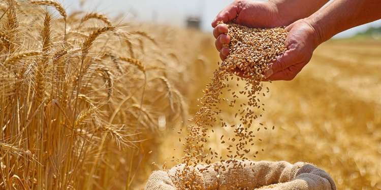 ممثلو القطاع البنكي يجدّدون التزامهم بدعم كافة المتدخلين في قطاع الحبوب.