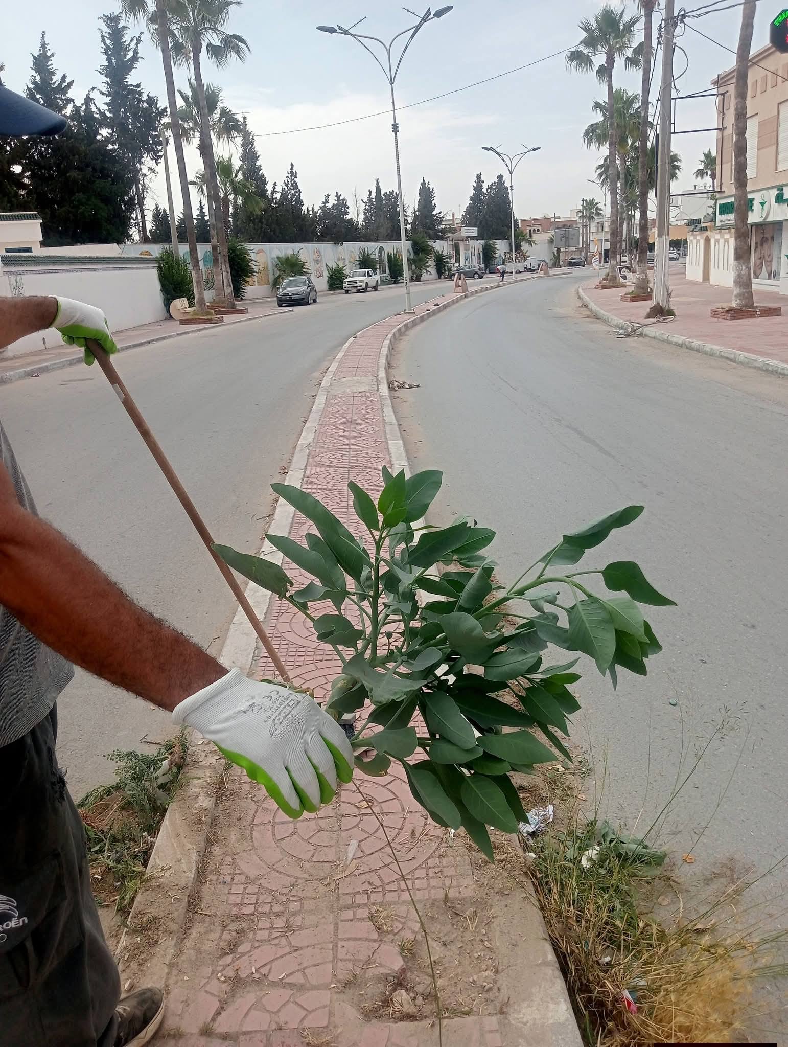 سوسة: بلدية اكودة تنطلق في اقتلاع نبتة "نيكوتيانا غلوكا" السامة من شوارعها.