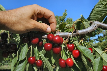 Siliana : une production de cerises en nette hausse cette saison
