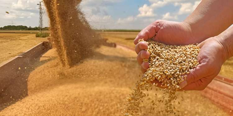 Top départ pour la campagne céréalière 2025-2026 ! Le ministère de l’agriculture assure disposer de capacités de collecte dépassant les 8 millions de quintaux
