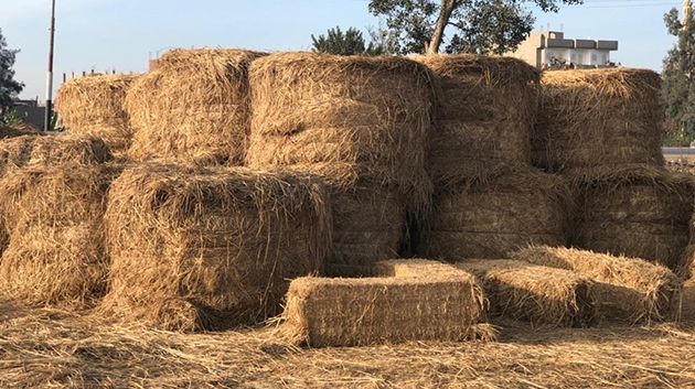 يهم صغار ومتوسطي مربي الماشية: ضبط أسعار الأعلاف الخشنة وغدا انطلاق التزويد