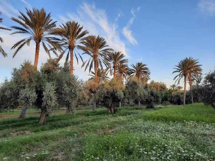 Alerte rouge sur l’oasis de Gafsa : la crise hydrique s’aggrave