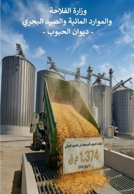 كميات الحبوب المجمعة على الصعيد الوطني بلغت 1،374 مليون قنطار إلى غاية 09 جوان 2026