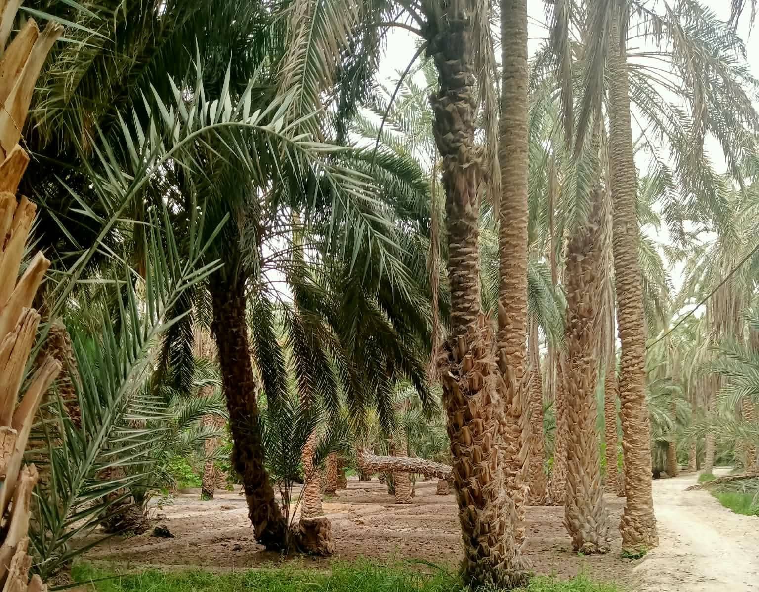 دائرة الغابات بالمندوبية الجهوية للتنمية الفلاحية بتوزر تتخذ جملة من الاجراءات والتدابير الوقائية الاستباقية لحماية الواحات من الحرائق