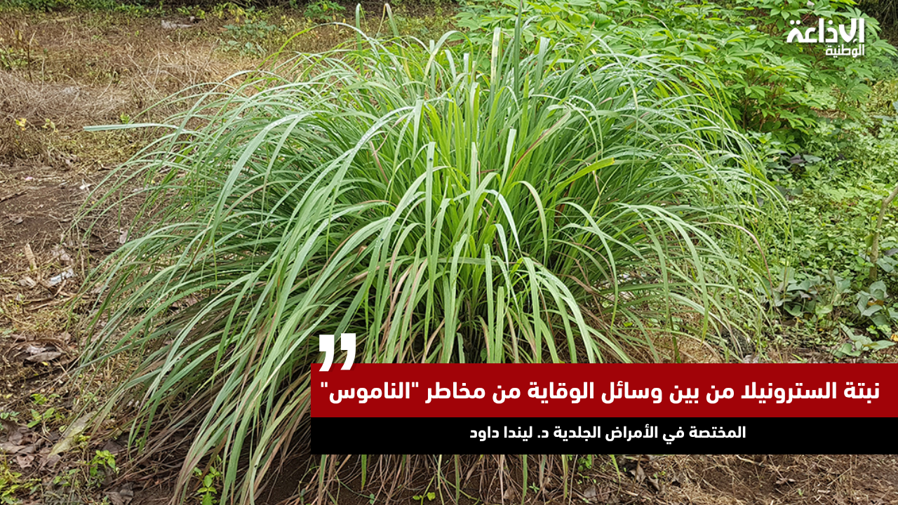 المختصة في الأمراض الجلدية د. ليندا داود: نبتة السترونيلا من بين وسائل الوقاية من مخاطر "الناموس"