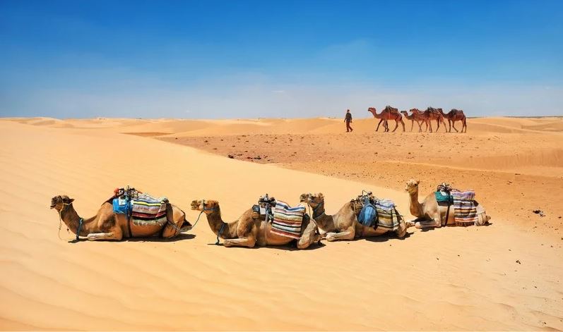 ديسمبر المقبل: توزر تحتضن الصالون الدولي للسياحة الواحية والصحرواية