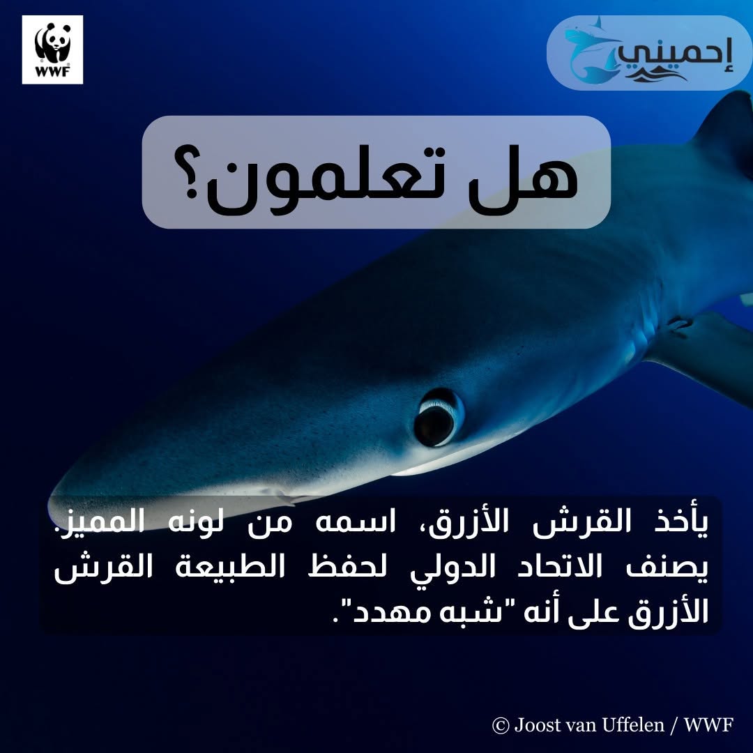 الصندوق العالمي للطبيعة بشمال إفريقيا: رصد القرش الأزرق بنابل مؤشر على صحة المنظومة البحرية