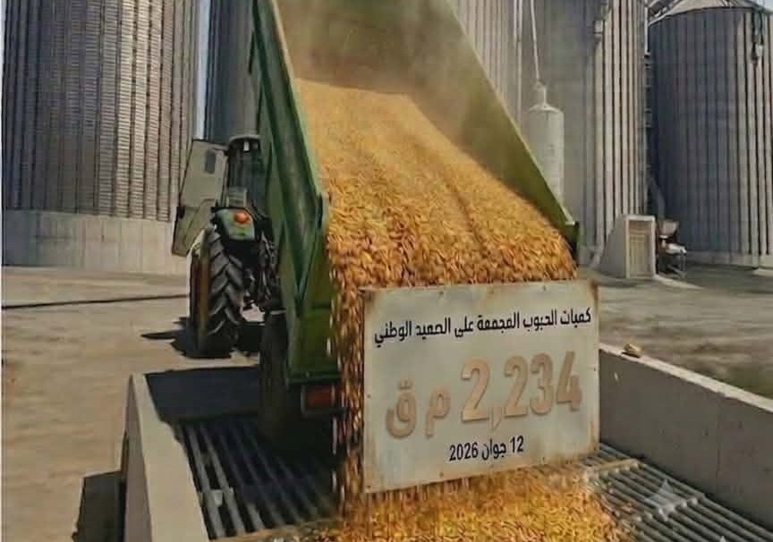 كميات الحبوب المجمعة على الصعيد الوطني بلغت 2،234 مليون قنطار الى حدود 12 جوان 2026