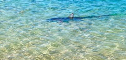 Requin bleu au large de Menzel Temime : le WWF rassure et salue un signe positif pour l’écosystème marin