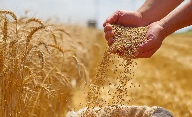 القيروان: تجميع أعلى كمية حبوب على الصعيد الوطني ( 508 ألف قنطار)
