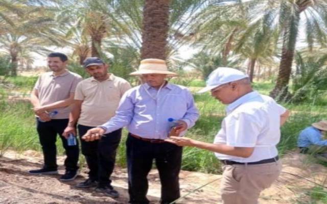 اطلاق برنامج وطني لمكافحة ترسبات المبيدات في التمور البيولوجية بأربع ولايات بينها قابس