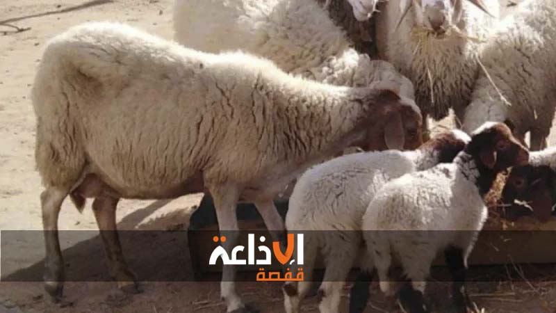 قفصة: تواصل الحملة الوطنية المجانية لتلقيح الماشية