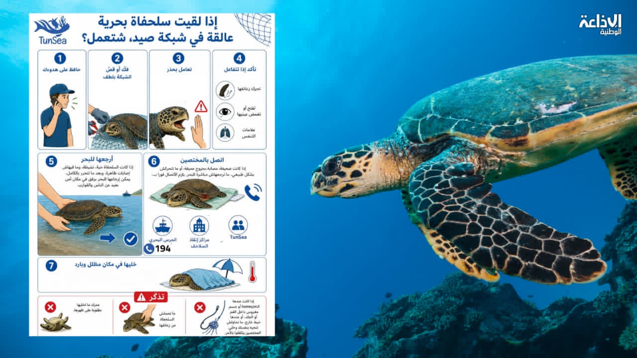 جمعية TunSea: السلحفاة البحرية مُهددة بالانقراض ويجب عدم التعدّي على أعشاشها بالشواطئ