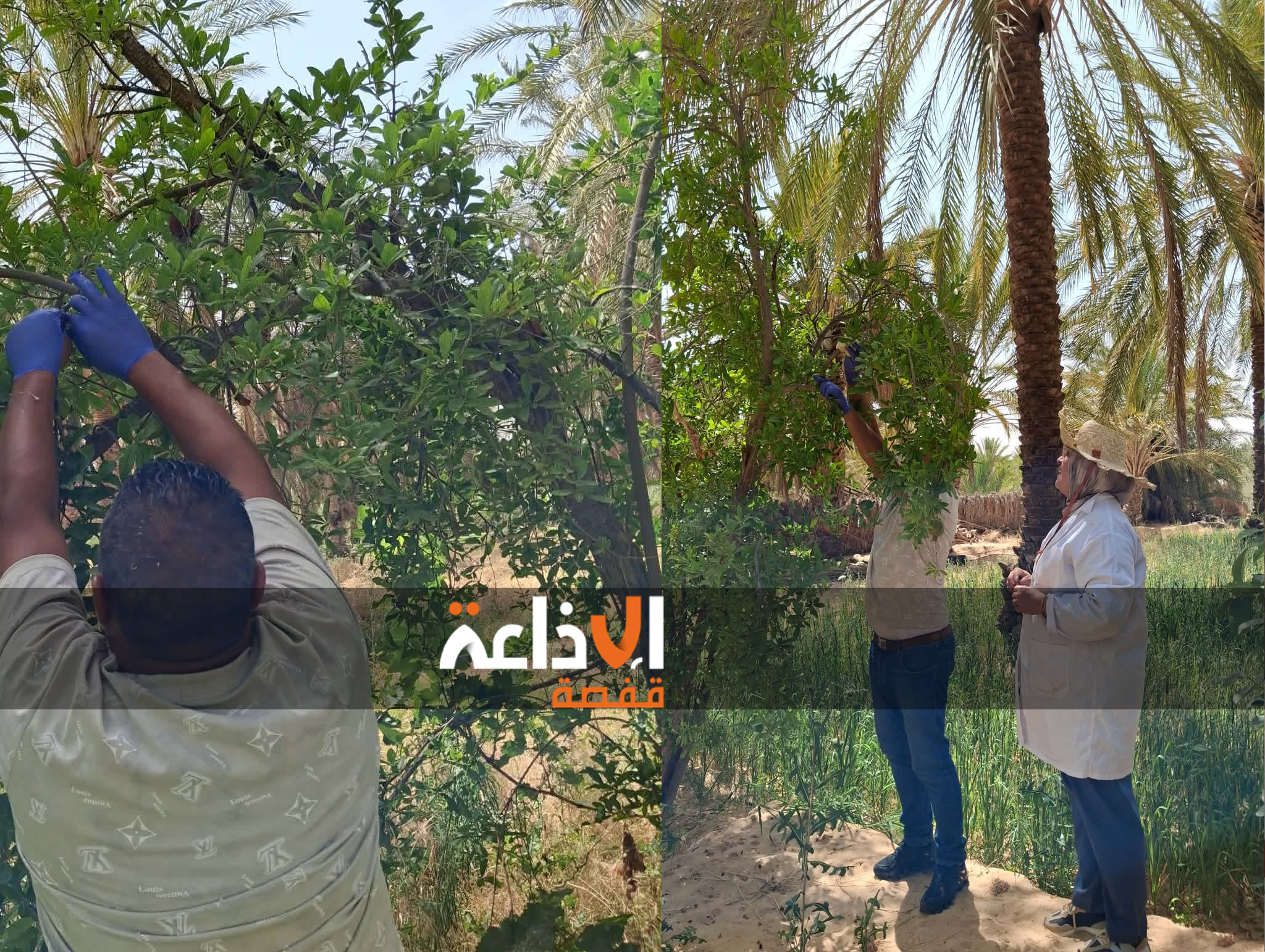 تواصل المصالح الفنية بالمركز الفني للتمور بالاشتراك مع قسم الفلاحة البيولوجية بالمندوبية الجهوية للتنمية الفلاحية بقبلي جهودها لمكافحة دودة التمر