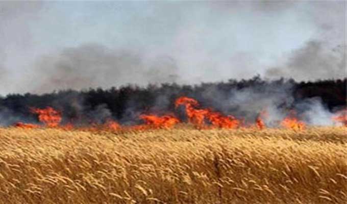 جندوبة: السيطرة على حريق نشب بمزارع حبوب في عمادة بولعابة من معتمدية بلطة بوعوان