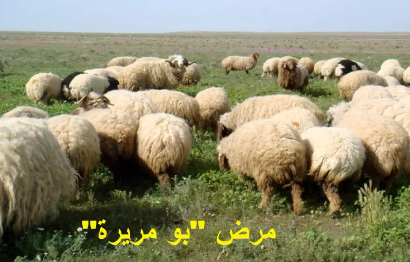 وزارة الفلاحة تدعو مربي الماشية إلى اتخاذ التدابير الوقائية اللازمة لتفادي الإصابة بـ"بومريرة"