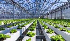 Sousse accueille les innovations méditerranéennes pour une agriculture résiliente