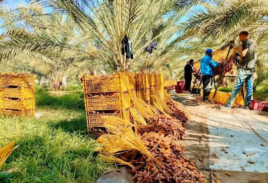Campagne des dattes : lancement des opérations de protection de la récolte dans les oasis