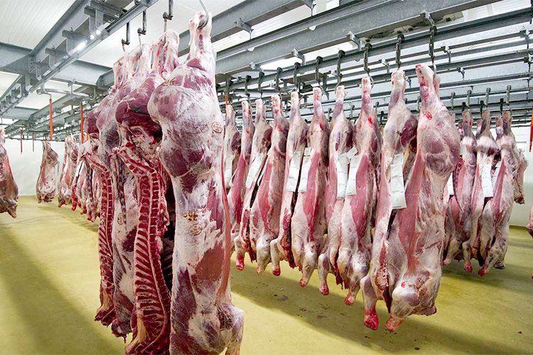 تراجع هيكلي في قطاع تربية الماشية يضغط على الإنتاج الوطني للحوم الحمراء.