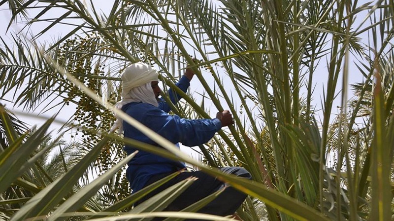 قبلي : انطلاق عمليات تدلية عراجين التمور بالواحات تحضيرا لحماية الصابة من التقلبات المناخية