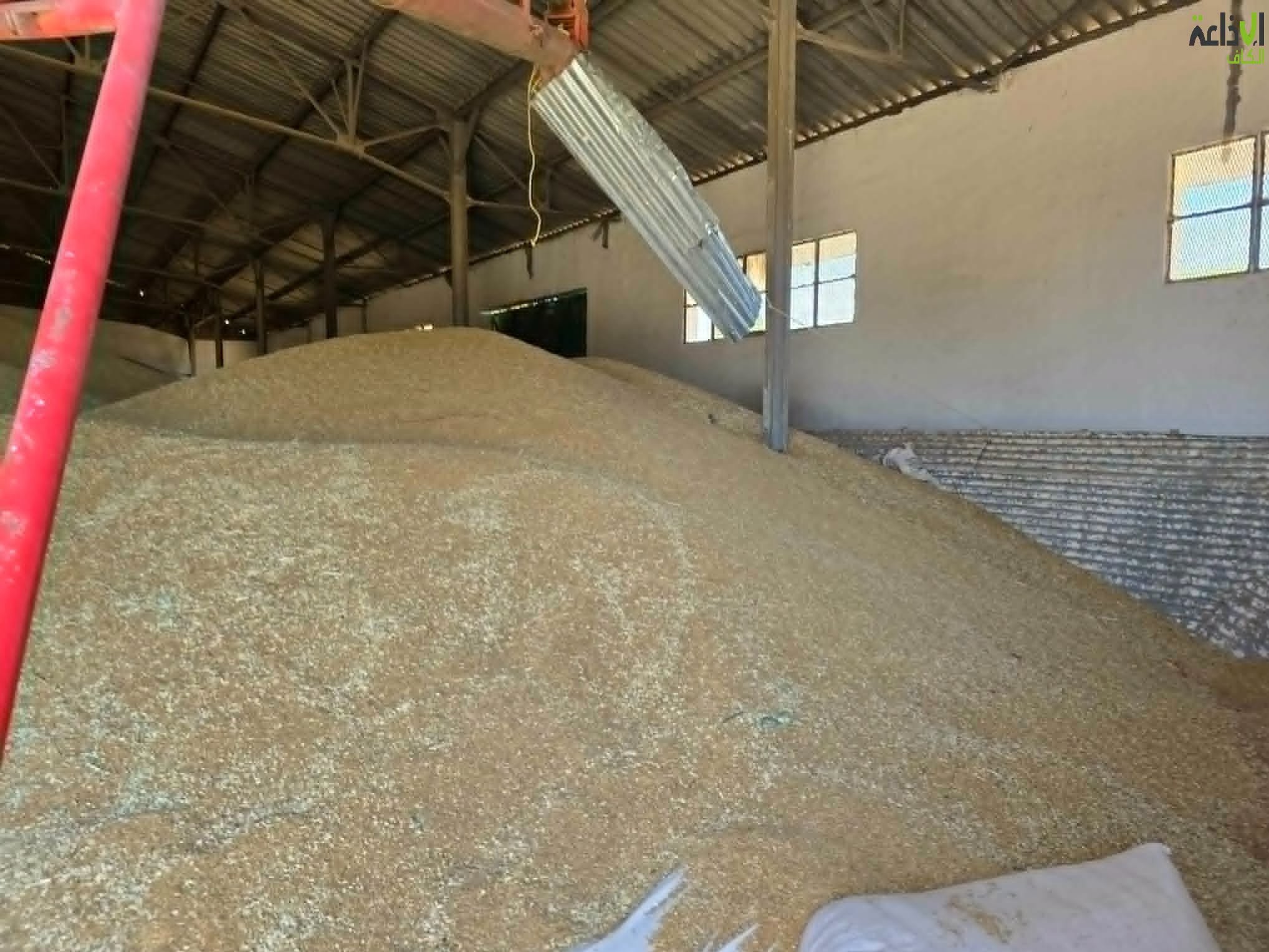باجة: باجة تتصدر موسم تجميع الحبوب وطنياً بـ1.8 مليون قنطار وأمطار جوان لم تؤثر في تعيير المحصول