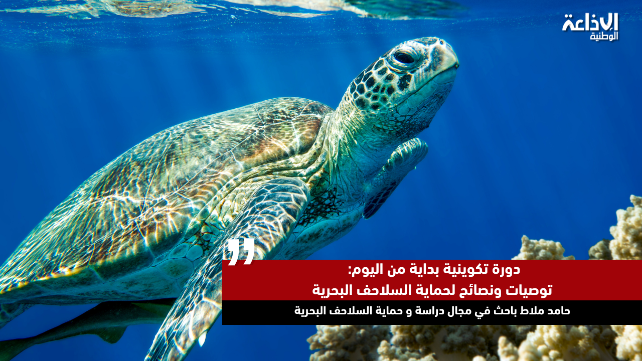 دورة تكوينية بداية من اليوم: توصيات ونصائح لحماية السلاحف البحرية