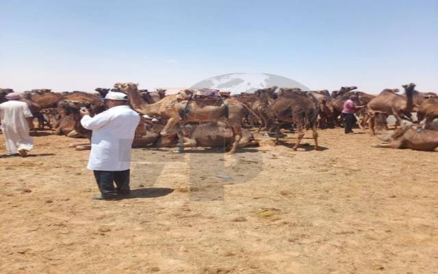 بن قردان : مداواة حوالي الف راس من الابل ضد مرض الجرب في حملة جهوية مكثفة بمنطقة الوعرة
