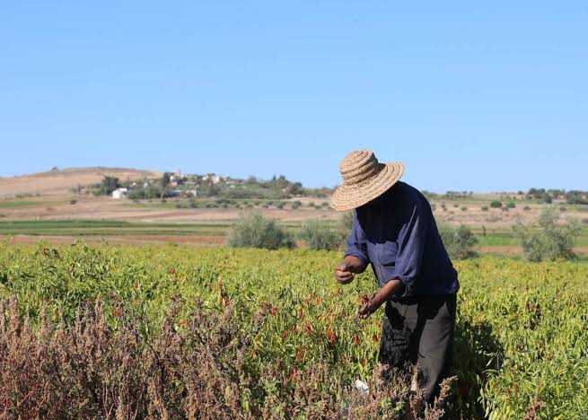 Gafsa-Nord : les petits agriculteurs des périmètres irrigués réclament des solutions