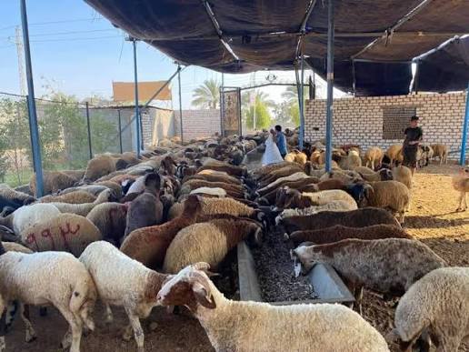 وزارة الفلاحة : هذه الاجراءات الواجب اتباعها لحماية القطيع من ارتفاع درجات الحرارة