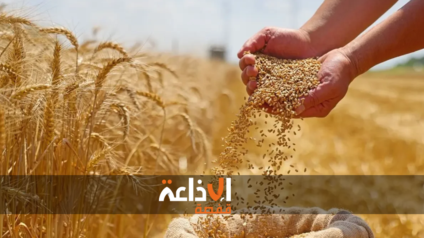 المصالح الفلاحية بولاية قفصة تعلن تجميع أكثر من 100 ألف قنطار من الحبوب مع انتهاء موسم الحصاد .