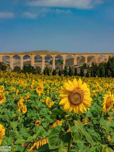 باجة: إنطلاق موسم حصاد عباد الشمس ودعوة إلى ضرورة المحافظة على المنتوج المحلي أمام غزو المنتوجات الأجنبية