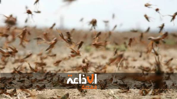 القصرين : الجراد المحلّي يلحق أضرارا بعدد من الغراسات و الاشجار المثمرة بمعتمدية فوسانة