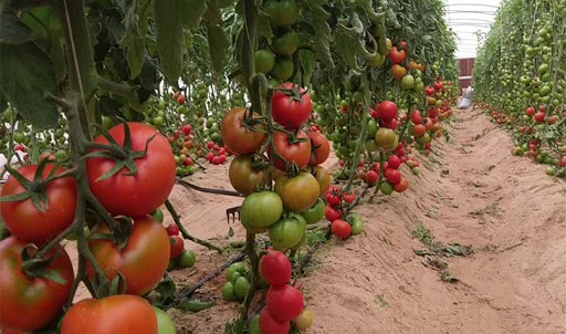 نابل: منتجو الطماطم يدعون إلى توفير الكهرباء بصفة مسترسلة والتدخل لإنقاذ الموسم