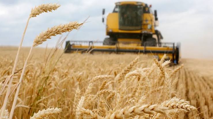 القصرين: جمع 70% من صابة الحبوب المروية بماجل بلعباس وإنتاج يناهز 15 ألف قنطار