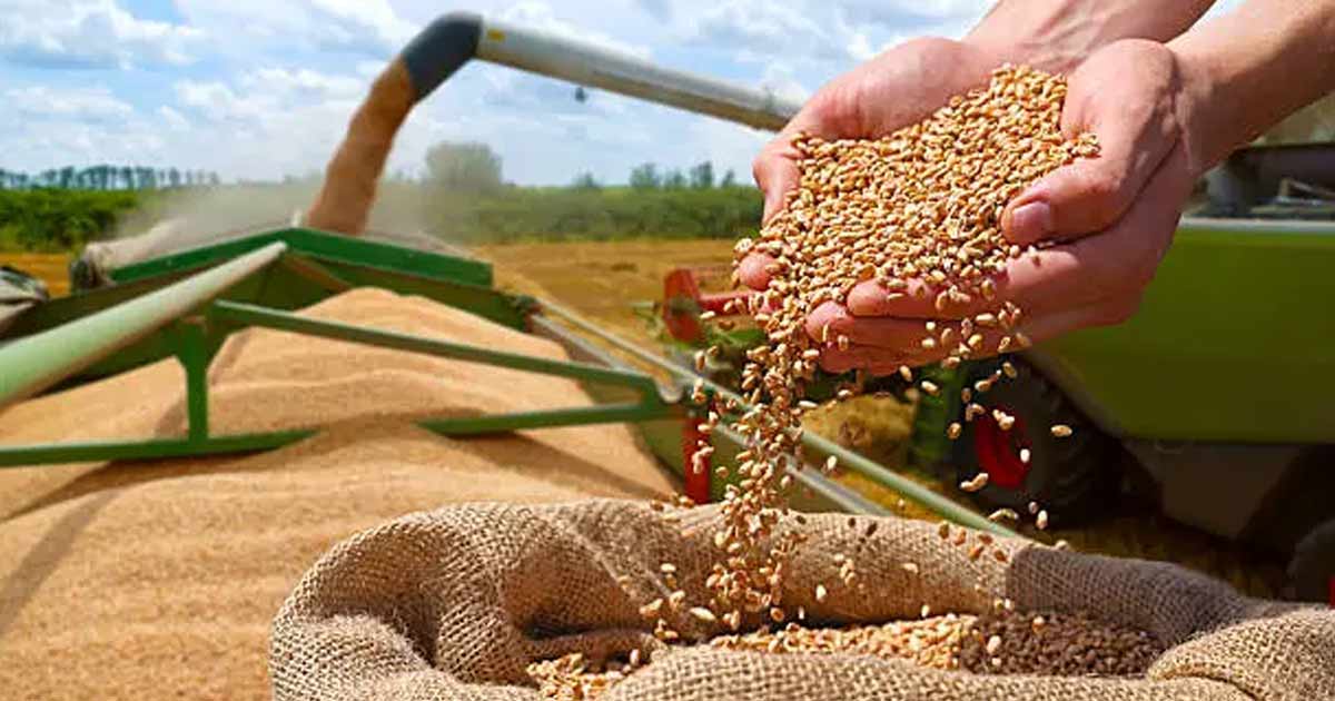 ديوان الحبوب يدعو إلى اتخاذ الاحتياطات اللازمة لحماية كميات الحبوب المجمعة من التقلبات الجوية