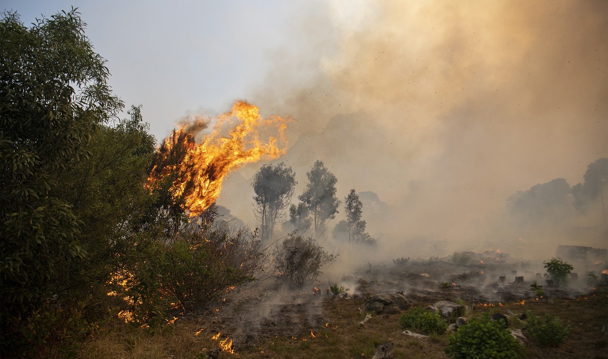 Manouba : un incendie se déclare au mont Miana à Tebourba