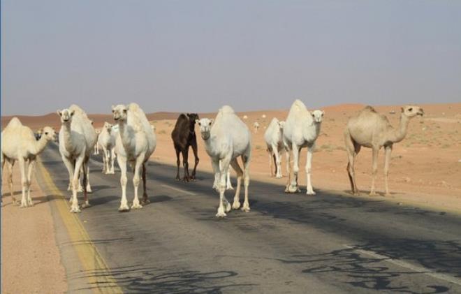 توزر: إشكاليات نقص الأعلاف تزيد من صعوبات قطيع الإبل بالتزامن مع موجة الحرارة وشح المراعي