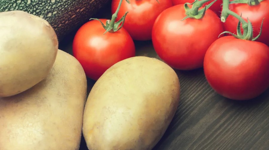 القصرين: تقدّم موسم جني البطاطا بـ80% والطماطم بـ25%